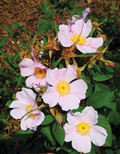 Wild Roses: History & Health Benefits